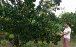 Ngân hàng chính sách xã hội tỉnh luôn ưu tiên  hộ nghèo